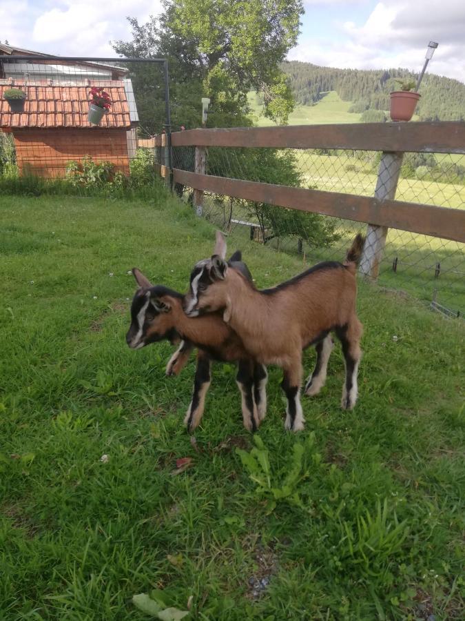Ferienwohnung Duernberger Liebenfels Exterior foto